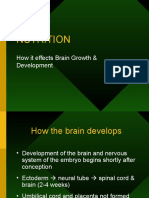 Nutrition and Brain Development