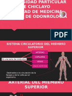 Anatomia Circulatorio
