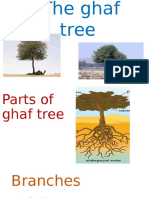 the ghaf tree