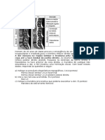 Analise Radiologica Da Coluna