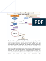 Metabolisme Lipid