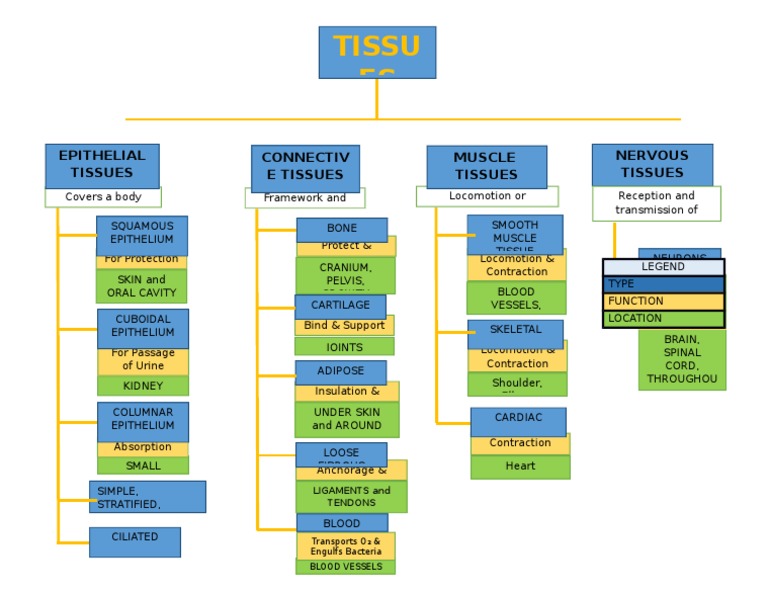 Histology Concept Map Overview | PDF