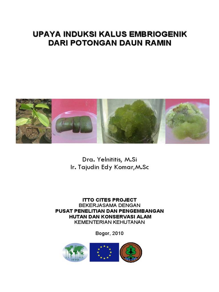 Upaya Induksi Kalus Embriogenik Dari Potongan Daun Ramin | PDF