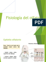 Fisiologia de La Nariz