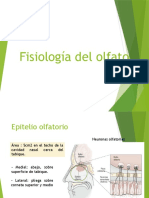 FISIOLOGIA de la Nariz (3).pptx