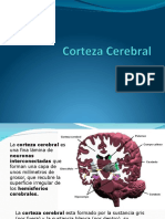 Corteza Cerebral