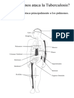 A Que Organos Ataca La Tuberculosis