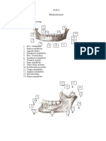 Fraktur Mandibula