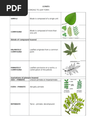 Leaves
