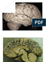 Central-Anatomy.pdf