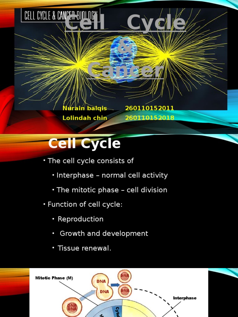 Cell Cycle & Cancer | PDF | Mitosis | Cell Cycle