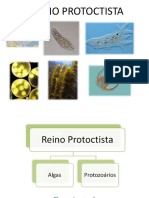 protozoários2