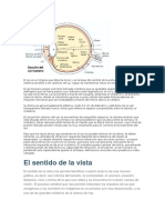 Introducción Al Ojo y La Visión