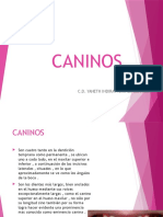 Caninos: C.D. Yaneth Indira Pichihua Bernales