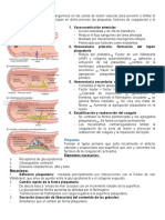 Homeostasis coagulación