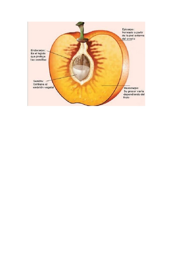 Partes Del Fruto .... | PDF
