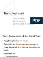 3.spinal Cord