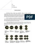 Proses Meiosis