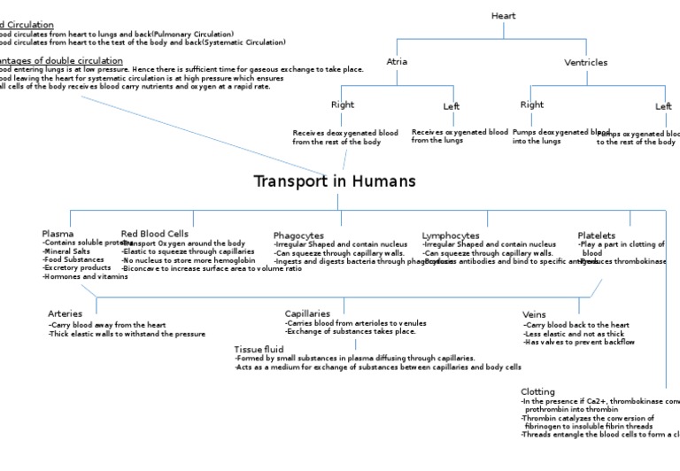 Human Transport System Overview | PDF