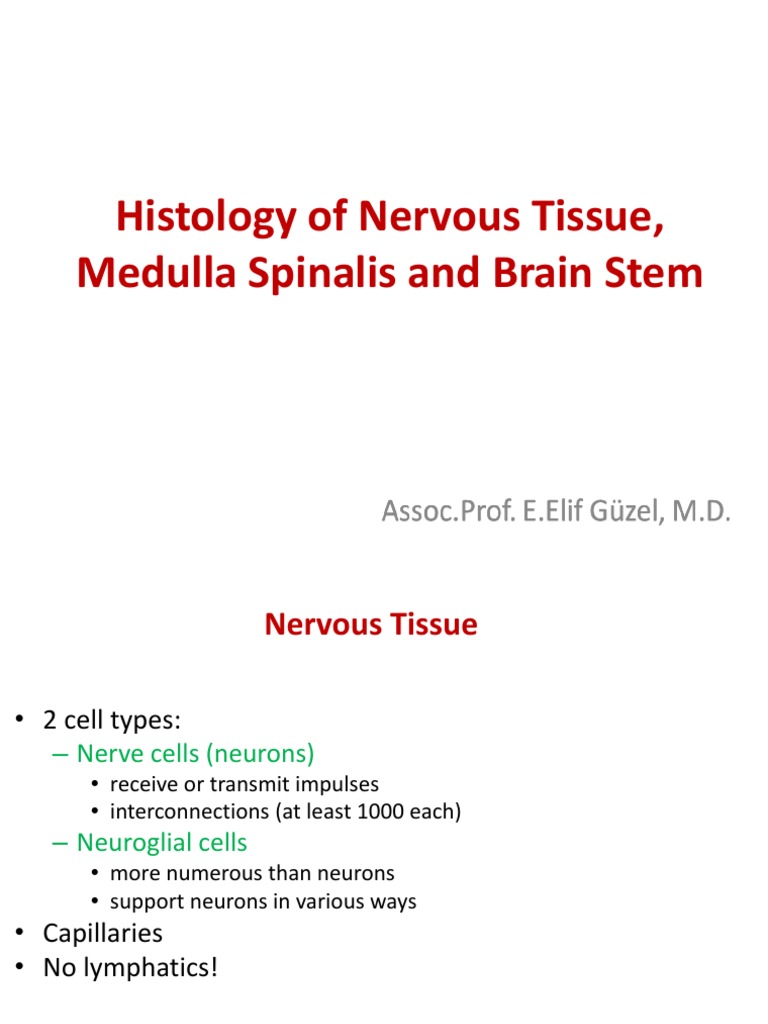 Nervous Tissue Histology Overview | PDF | Neuron | Central Nervous System