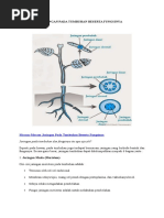 Jaringan Pada Tumbuhan Beserta Fungsinya