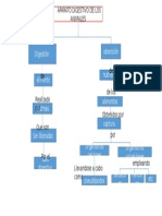 Mapa Aparato Digestivo