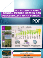 Teknologi Budidaya Padi Dengan Metode Hazton Dan Pengendalian