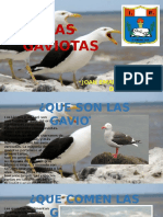 Gaviotas 