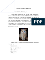 Angora Cat and Rat Differences