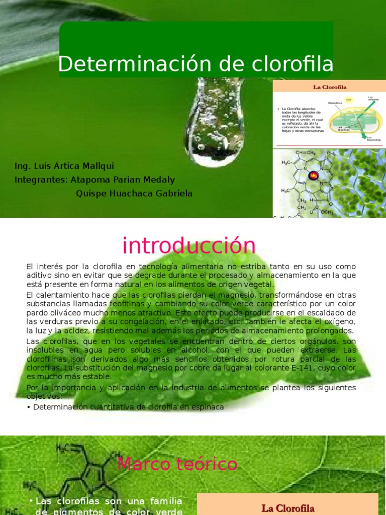 Determinacion de Clorofila Clorofila Plantas