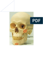 Anatomía - Estructura de La Cabeza