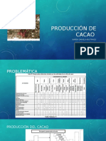 Producción de Cacao