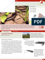 Lagartija Brillante PDF