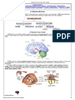 Sistema Nervoso - Divisão e SNC Encéfalo