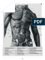 Anatomía - Torso Musculos
