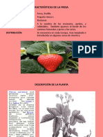 Team Fresa PDF