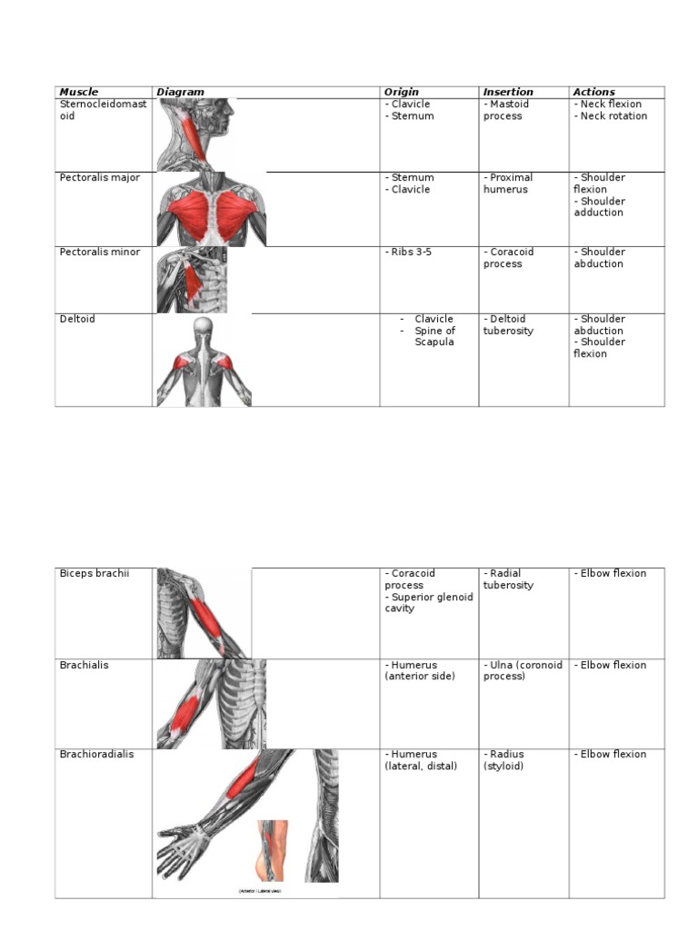 Muscles - Origins, Insertions and Actions | PDF | Pelvis | Anatomical ...