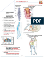 294511696-Spinal-Cord.pdf