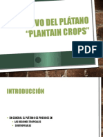 Cultivo de Platano