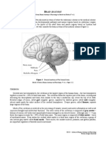 4. Laboratory 01 - Brain Anatomy.pdf