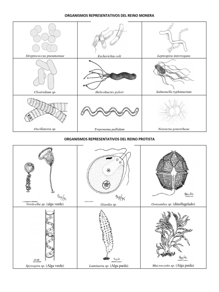 Organismos Representativos de Los Reinos Biologicos | PDF