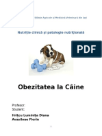 Obezitatea La Caine Clinica Nutritie