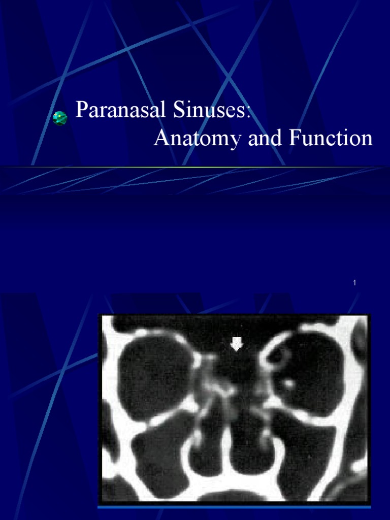 Paranasal Sinuses: Anatomy and Function | PDF | Human Head And Neck ...