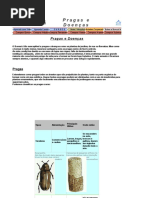 Pragas e Doenças Bonsai Kai