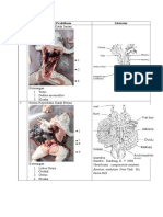 Hasil Pengamatan Sistem Reproduksi