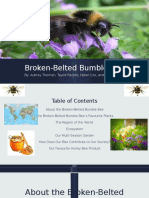 Broken-Belted Bumble Bee