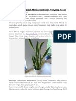 Sansevieria Atau Lidah Mertua Tumbuhan Penyerap