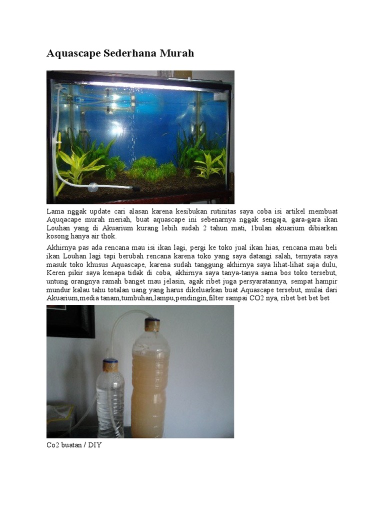 Aquascape Sederhana Murah