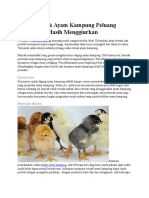 Usaha Ternak Ayam Kampung Peluang Untungnya Masih Menggiurkan