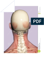 Anatomía - 3d Cabeza IV